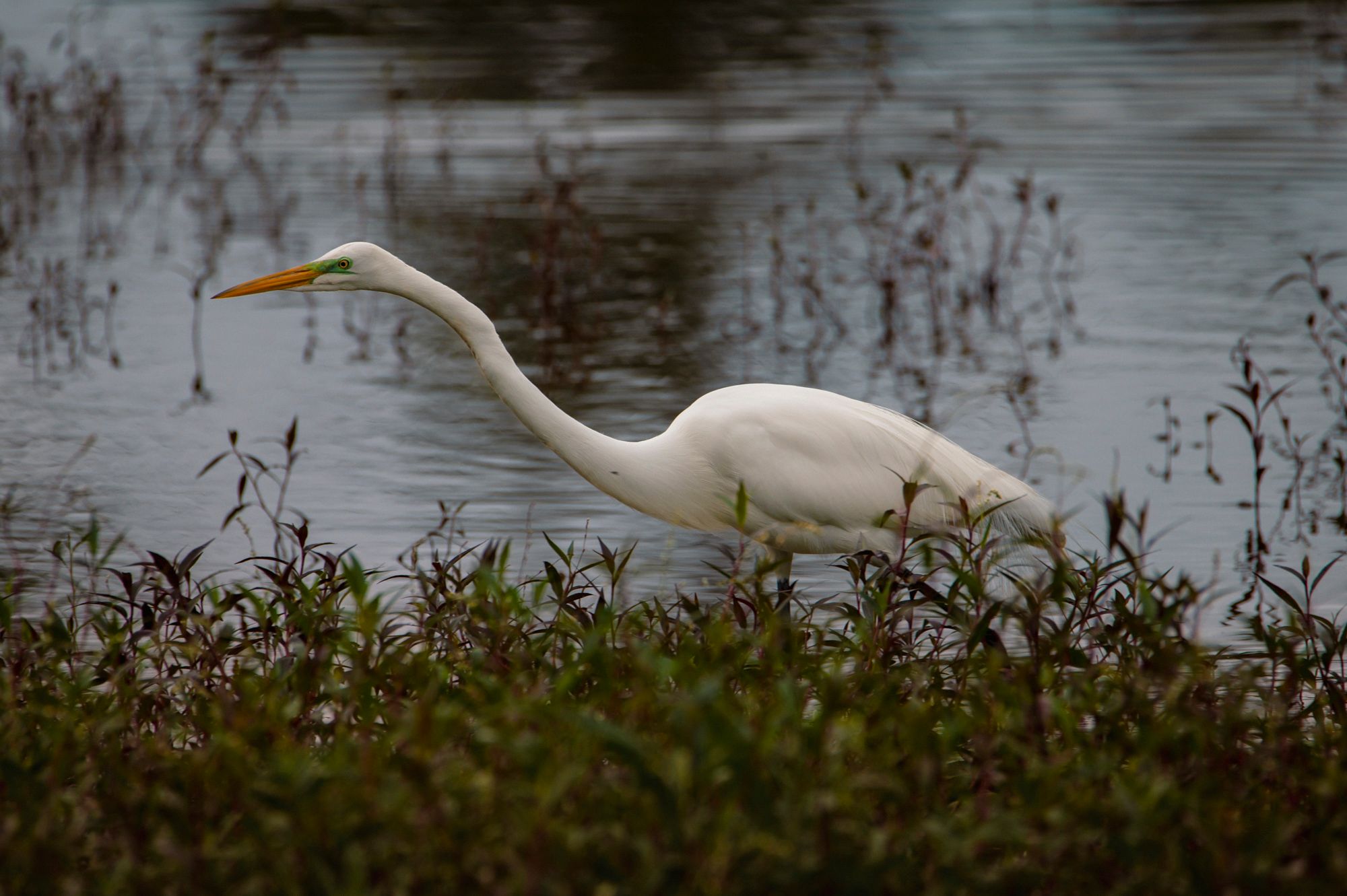 Documentales / Ambientales – Fotografías que muestran el ave en su entorno o comportamiento natural.