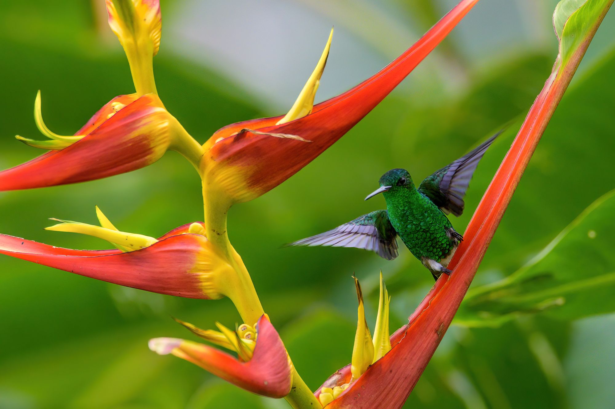 Colibríes