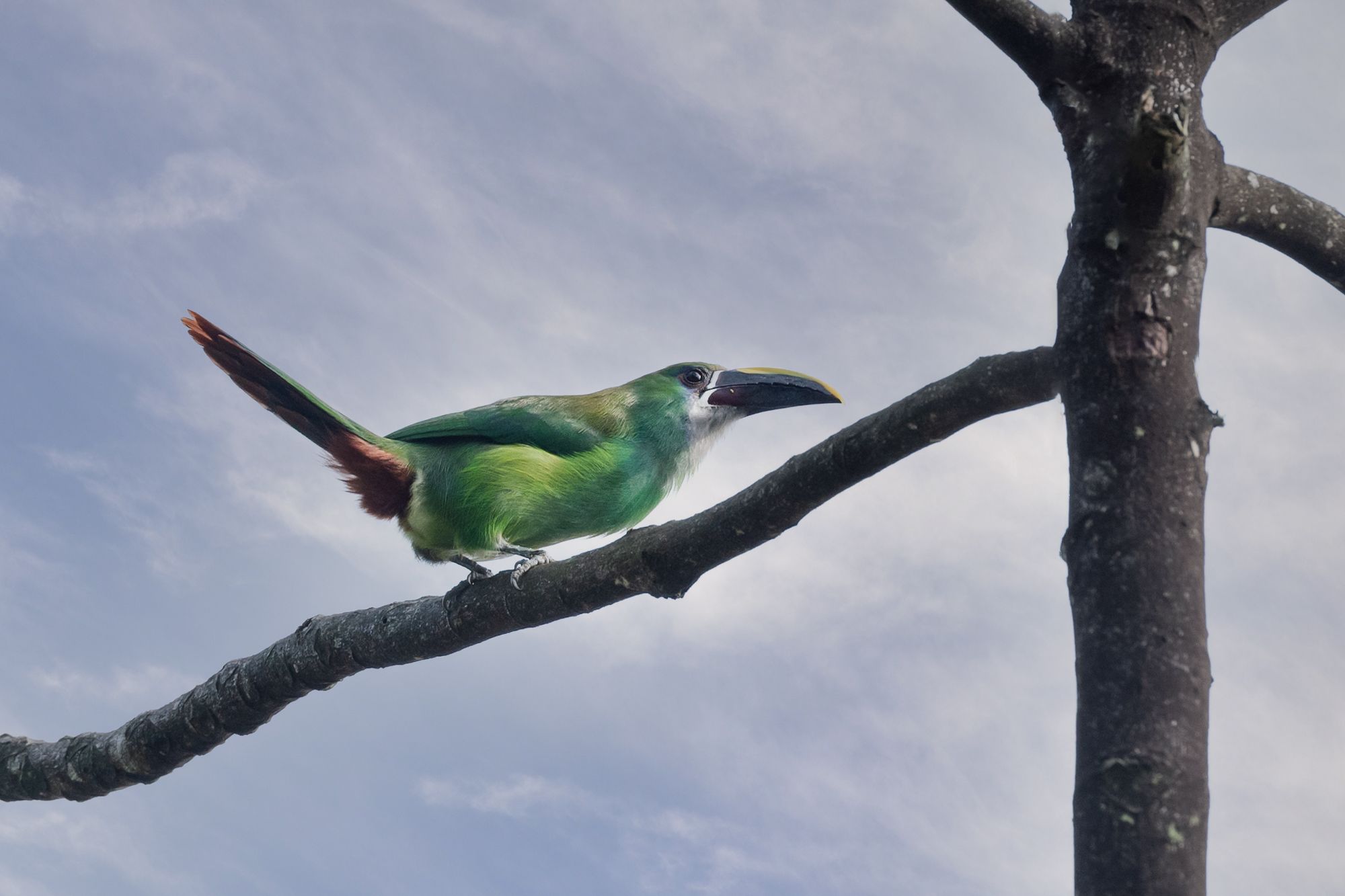 Montaña y bosque andino
