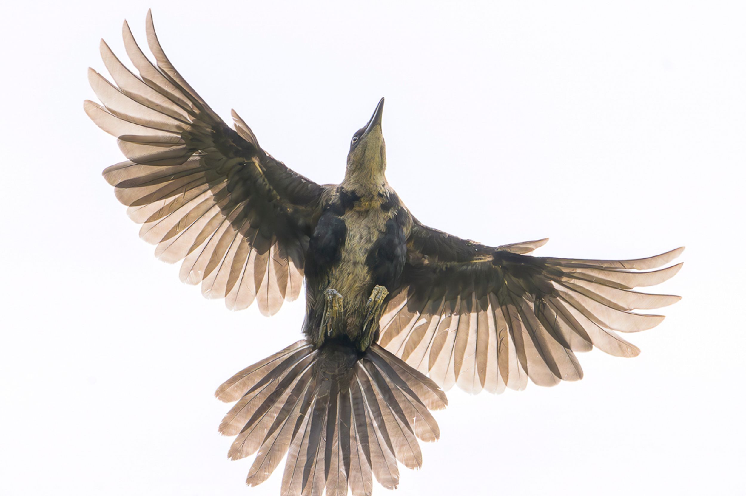 Fundación Tierra de Aves 